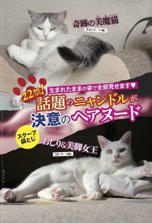 Japanese Men S Magazine Releases All Cat Issue Complete With Sexy Nude Kitties Photos