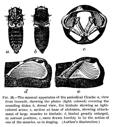 Cicada Basics – Periodical Cicadas in Wisconsin – UW–Madison