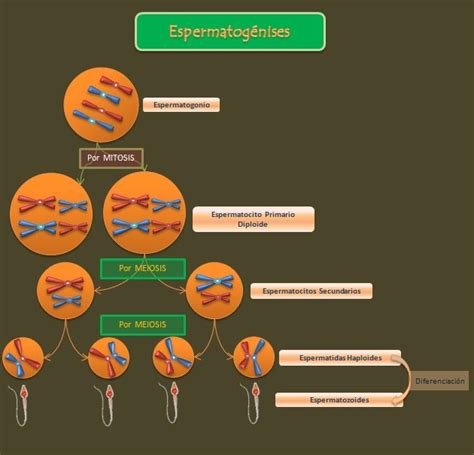 Esquemas Diagramas Gráficos Y Mapas Conceptuales Espermatogénesis