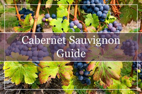 Your Essential Guide to Cabernet Sauvignon Wine - WinePros