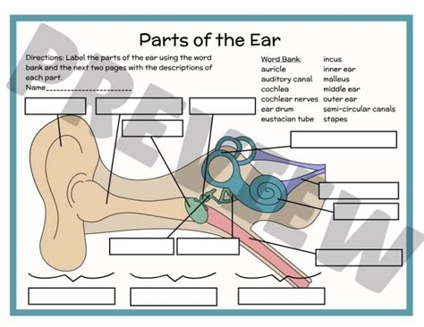 How The Ear Works Worksheet