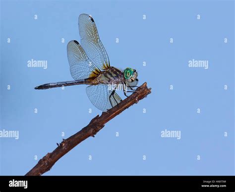 Limbe Oeil Banque De Photographies Et Dimages à Haute Résolution Alamy