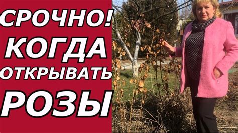 Когда открывать розы ... - YouTube