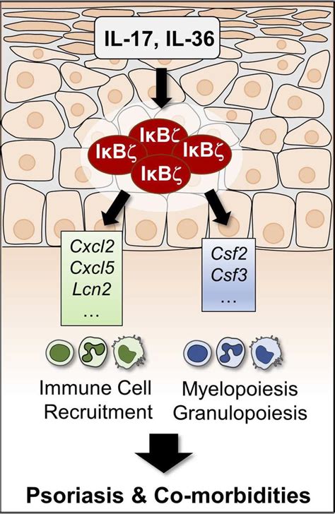 Jci Insight Keratinocyte Derived Iκbζ Drives Psoriasis And Associated Systemic Inflammation