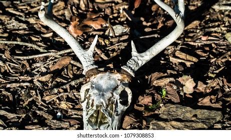 Male Deer Antlers Stock Photo 1079308853 | Shutterstock