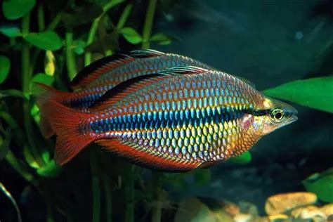 Arco íris Trifasciata Melanotaenia Trifasciata Myaquarium