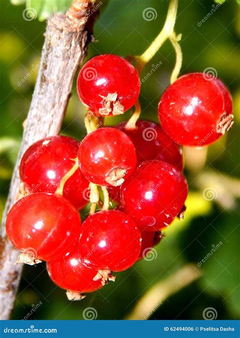 ribes fotografia stock immagine  tagli ribes atterraggio