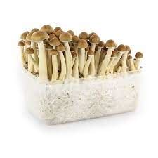 Magic Mushroom Grow Kit USA | Magic Mushroom Grow Kit