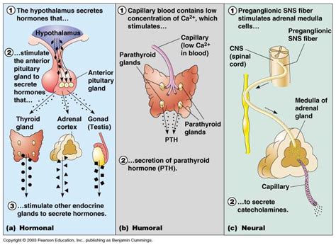 The Ultimate Guide Chapter 9 Endocrine System Answers Explained