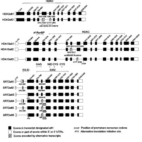 Figure 1 From Analysis Of Histone Acetyltransferase And Histone