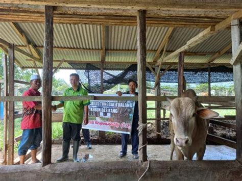 Berkah Idul Adha Pt Mirabilis Tunggal Tualang Berkurban Seekor Sapi Di