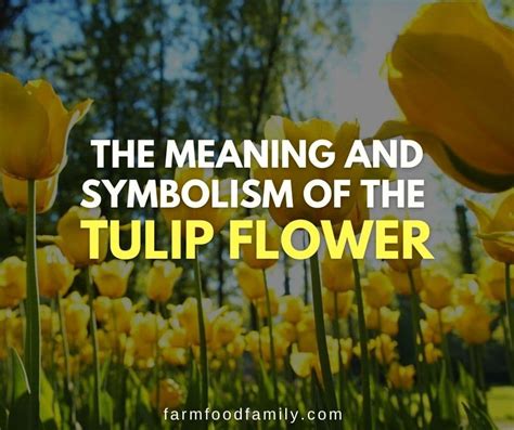 Tulip Flower Meaning And Symbolism The Beauty Of This Spring Flower