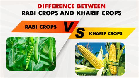 Rabi And Kharif Season Farmers Friendly Seasons For Cultivation In India