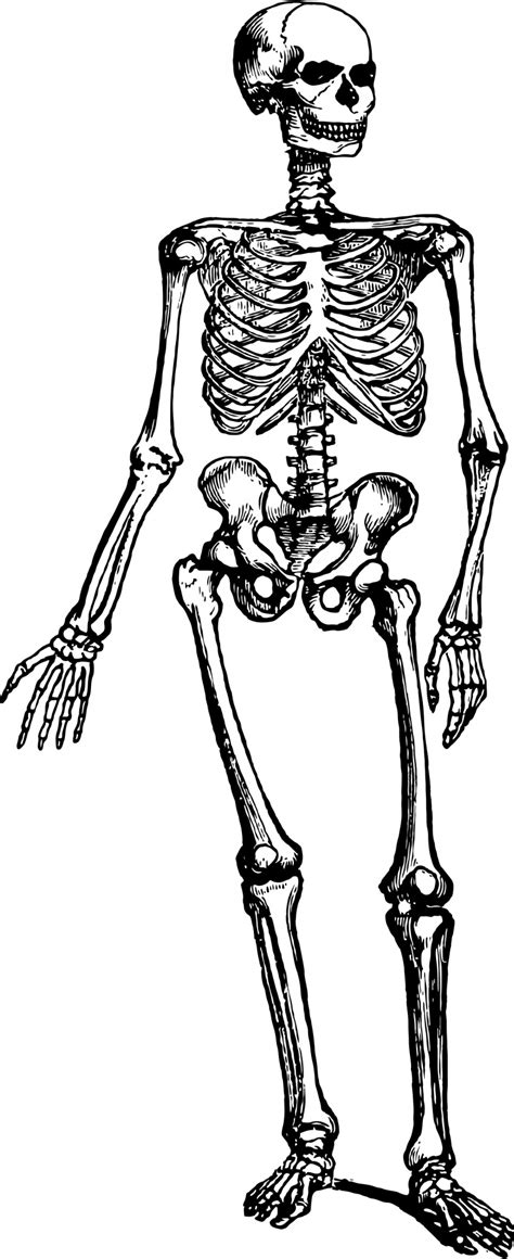 Human Skeleton Free Stock Photo - Public Domain Pictures