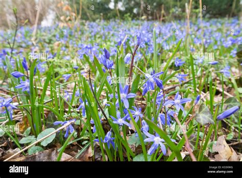 Luciles Glory Of The Snow Chionodoxa Luciliae Syn Scilla Luciliae