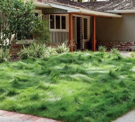 Low-mow/no-mow grass – Garden Bite