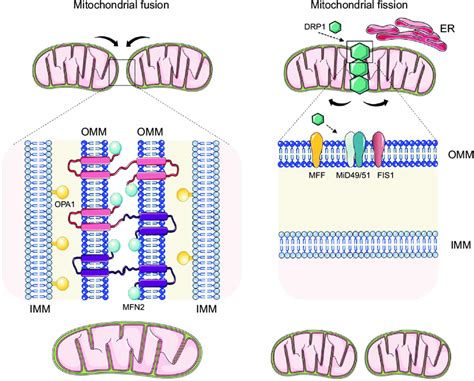 Physiological Mitochondrial Dynamics Fusion And Fission When