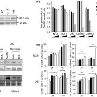 Temozolomide Tmz And Ionizing Radiation Xrt Cooperate With