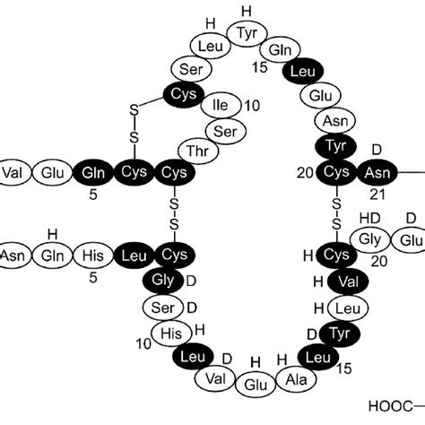 Human Insulin Molecule With Its Two Polypeptide Chains A And B The