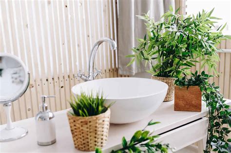 Bathroom Plants That Absorb Moisture No More Steamy Mirrors