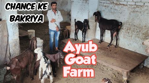 Chance Ke Bakriya For Sale In Hyderabad At Ayub Goat Farm Yaqutpura