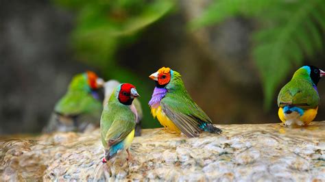 Gouldian Finch | San Diego Zoo Animals & Plants