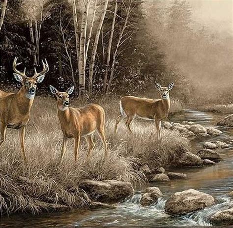 Pin By Teresa Brumbelow On Cabin Fever Whitetail Deer Wildlife