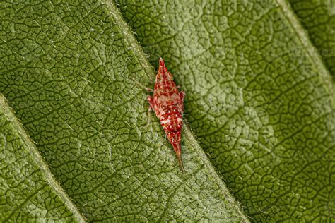 Small Typical Leafhopper Nymph 11627526 Stock Photo at Vecteezy