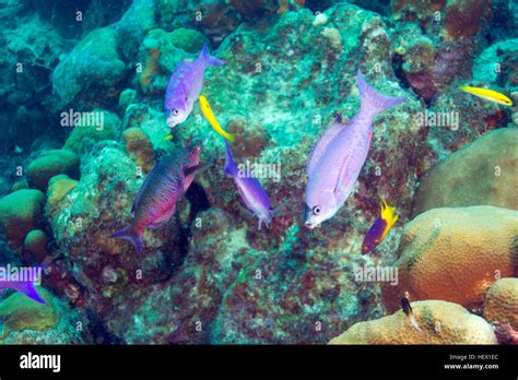 Creole Wrasse Clepticus Parrae Sergant Major Fish Abudefduf