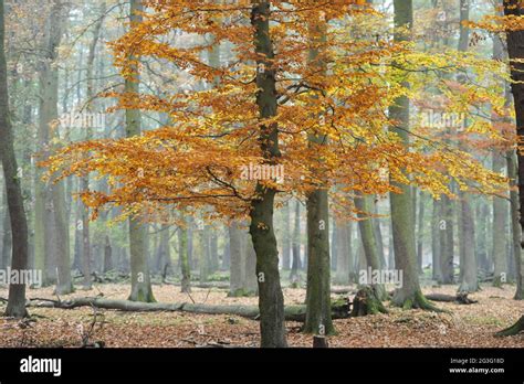 Golden autumn in the forest Stock Photo - Alamy