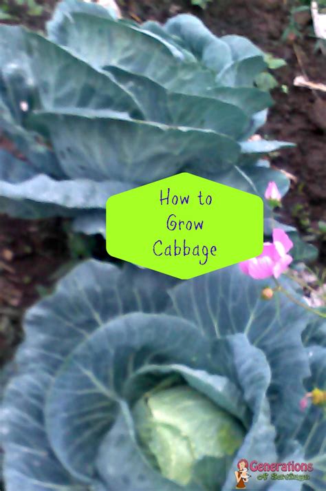 How To Grow Cabbage Generations Of Savings