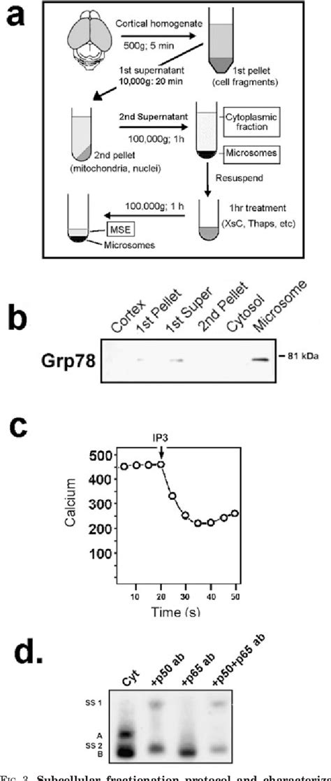 Figure 1 From Endoplasmic Reticulum D Myo Inositol 1 4 5 Trisphosphate Sensitive Stores Regulate