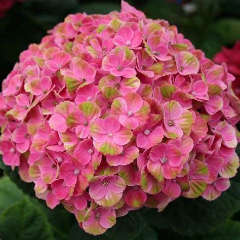 Hydrangea Nouveauté Pot 5 Litres Truffaut