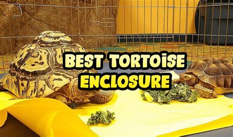 Best Tortoise Enclosure Tortoise Enclosure Tortoise Tortoise