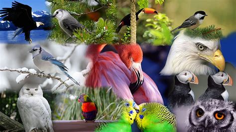 Pájaros de una pluma vistoso águilas ancha pájaros persona de