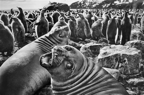 photojournalist Sebastião Salgados North American exhibition called