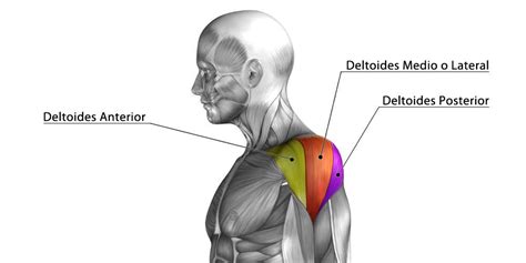 Entrenamiento De Los Hombros Los Mejores Ejercicios Para Deltoides