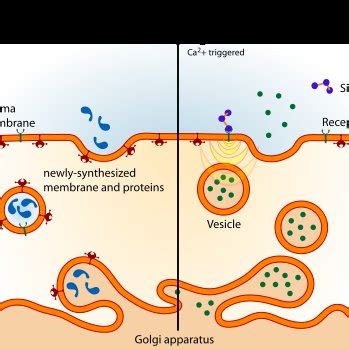 Types of Exocytosis | Download Scientific Diagram