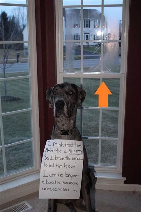 184 best Dog vs. Mailman images on Pinterest | Funny dogs, Silly dogs ...