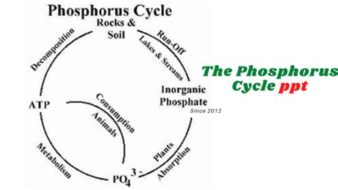 The Phosphorus Cycle Ppt 2 Forms Of Phosphorus