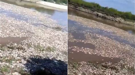 Fotos y videos impresionante mortandad de peces en aguas de ríos de