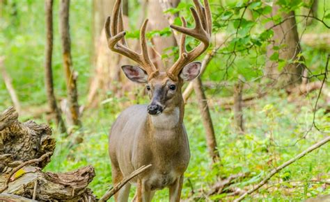 Best States To Tag A Velvet Buck Legendary Whitetails Legendary