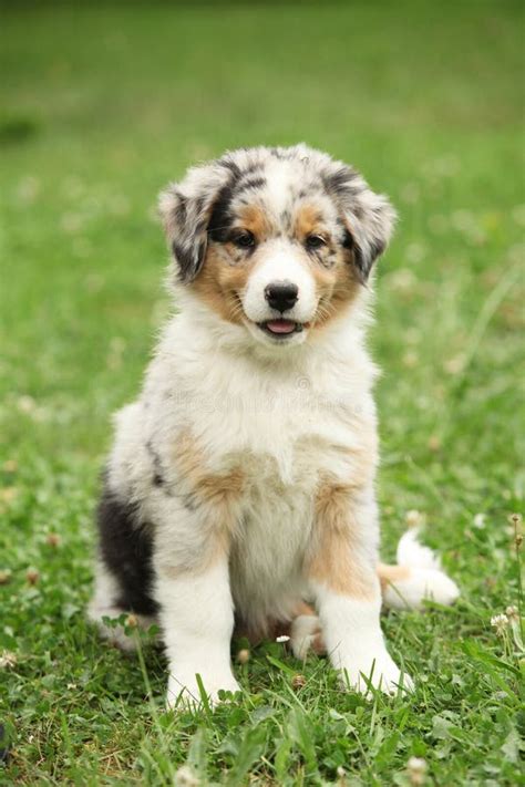 Adorable Australian Shepherd Puppy Sitting Stock Photo Image Of Cute