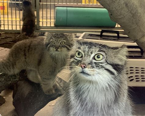 1140 best r/pallascats images on Pholder | Who is this? He or she lives
