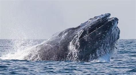 Scientists Finally Crack Long Standing Mystery Behind Haunting Whale