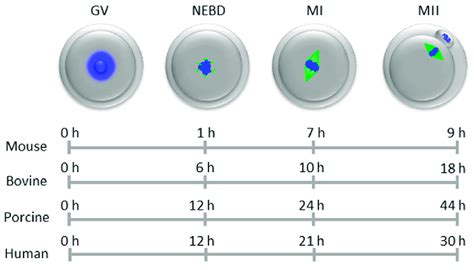 time sequence  meiotic maturation  oocytes   animal species