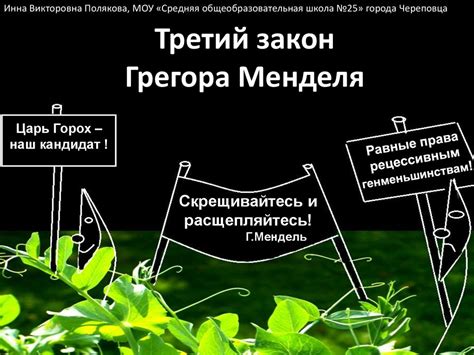 Третий закон Грегора Менделя - презентация онлайн
