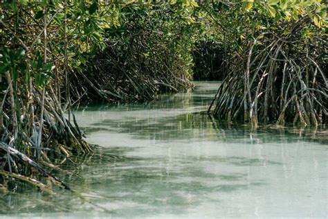 Reserva de la Biósfera de Sian Ka an Quintana Roo Las mejores playas