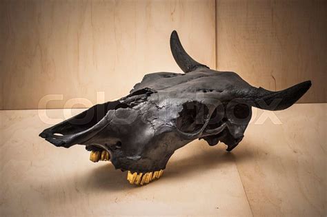 Bulls Skull Stock Image Colourbox