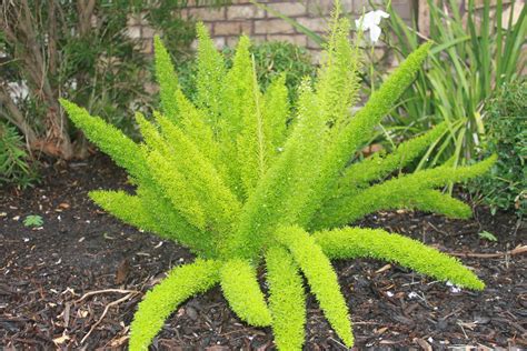 South Florida Plant Guide Foxtail Fern Yoiki Guide